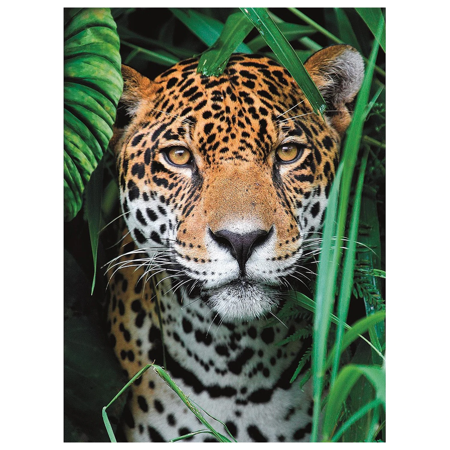 Animal Jaguar 500-dielne puzzle produktová fotografia