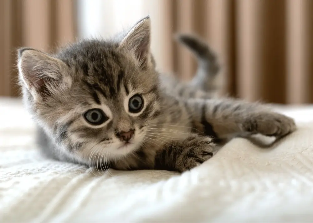 Fleece deka s motívom mačiek 100*140 cm produktová fotografia