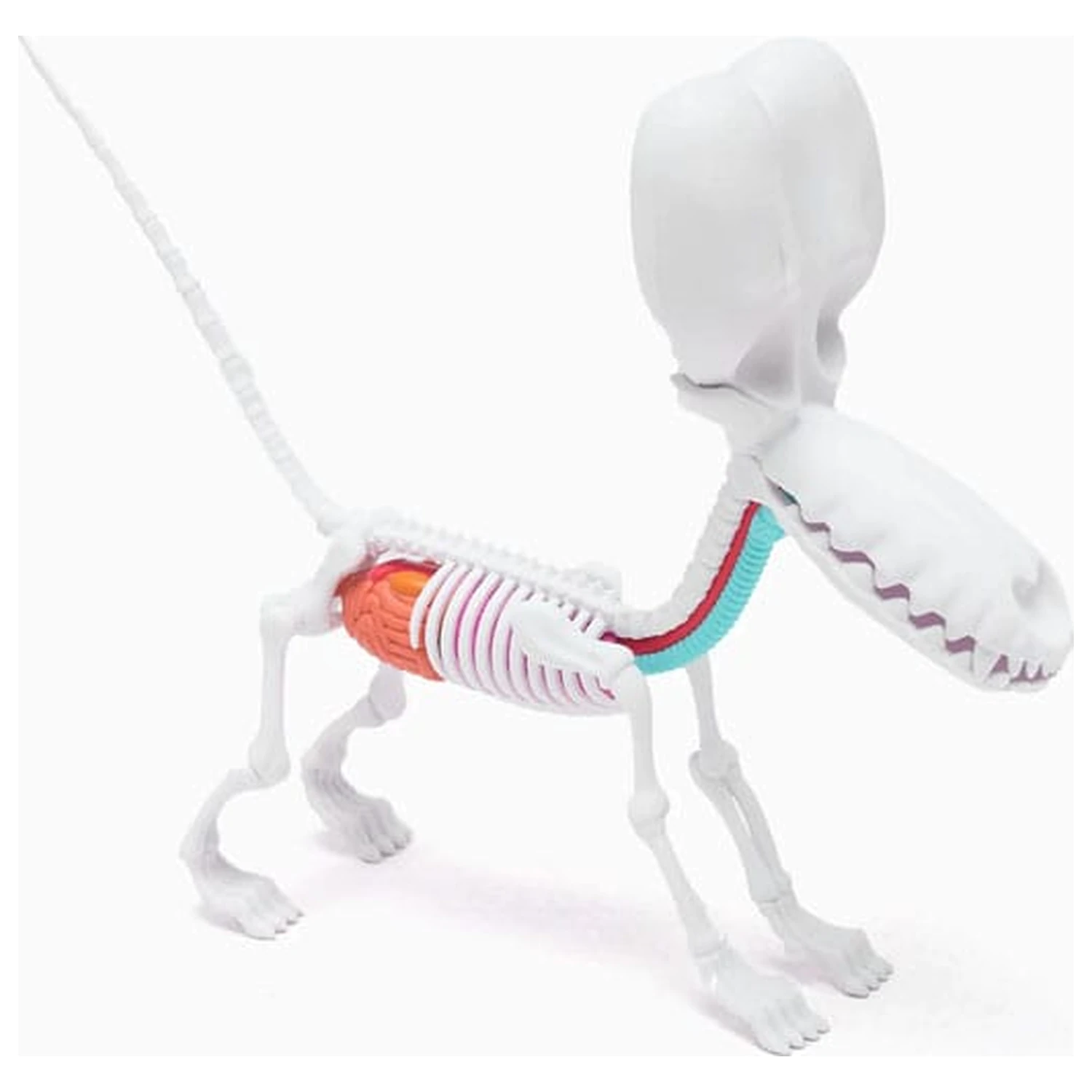 Funny Anatomy Honey Edition Socha Balónového Psa produktová fotografia