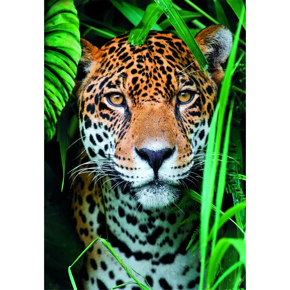 Vysokokvalitné puzzle Jaguar in the Jungle 500ks produktová fotografia