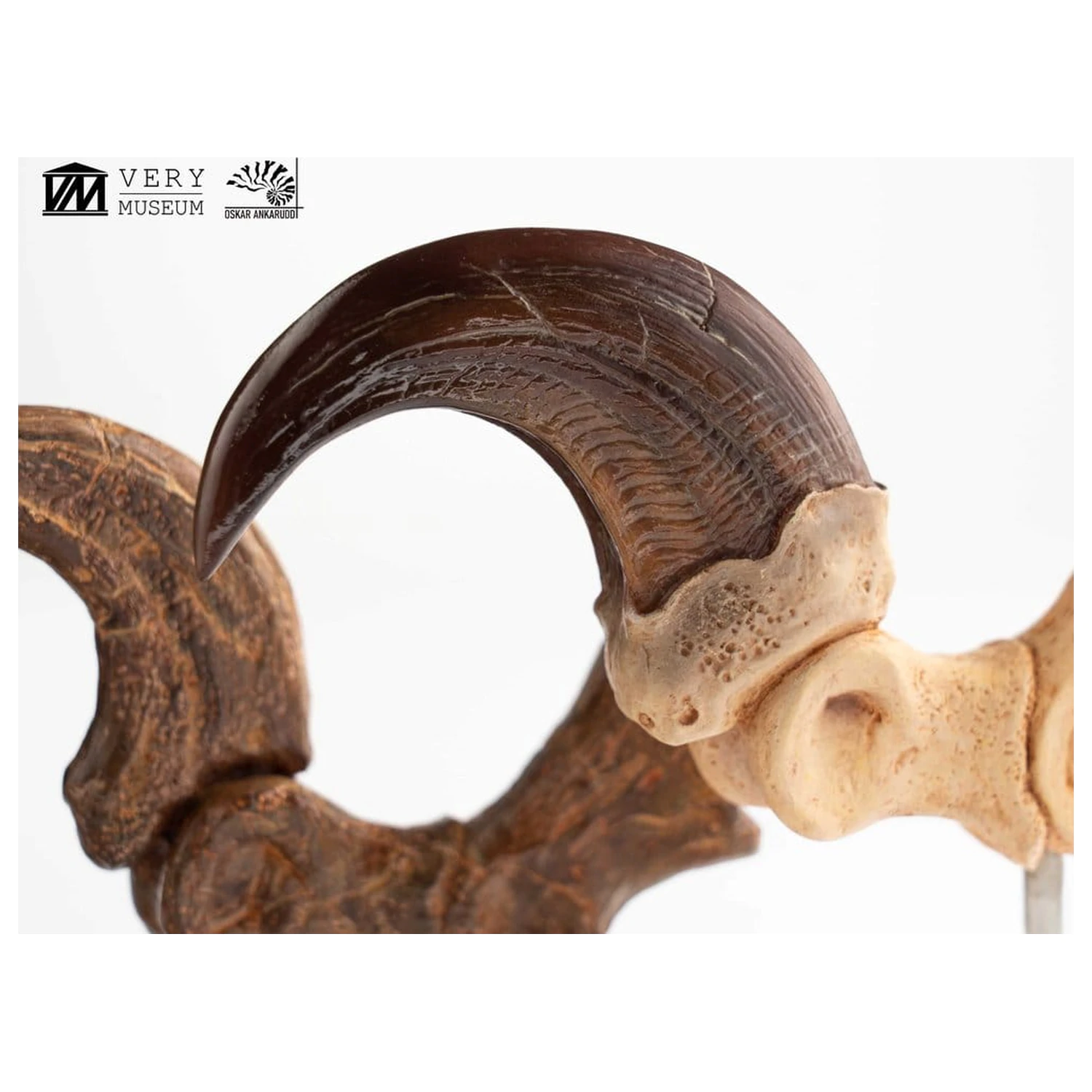 Jurassic Park ECC Elite Creature Line socha Velociraptor noha pazúr a fosílny pazúr set 20 cm produktová fotografia