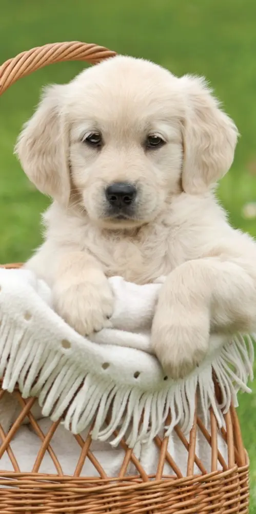 Plážová osuška pre psov, osuška do kúpeľa 70*140 cm produktová fotografia