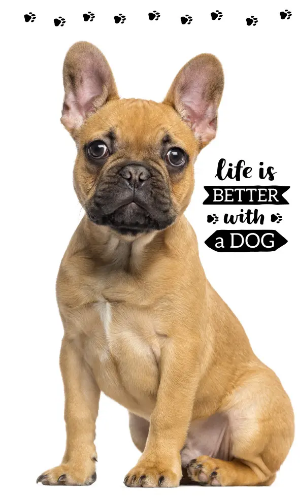 Uterák na ruky a tvár s motívom psa, uterák 30*50cm produktová fotografia