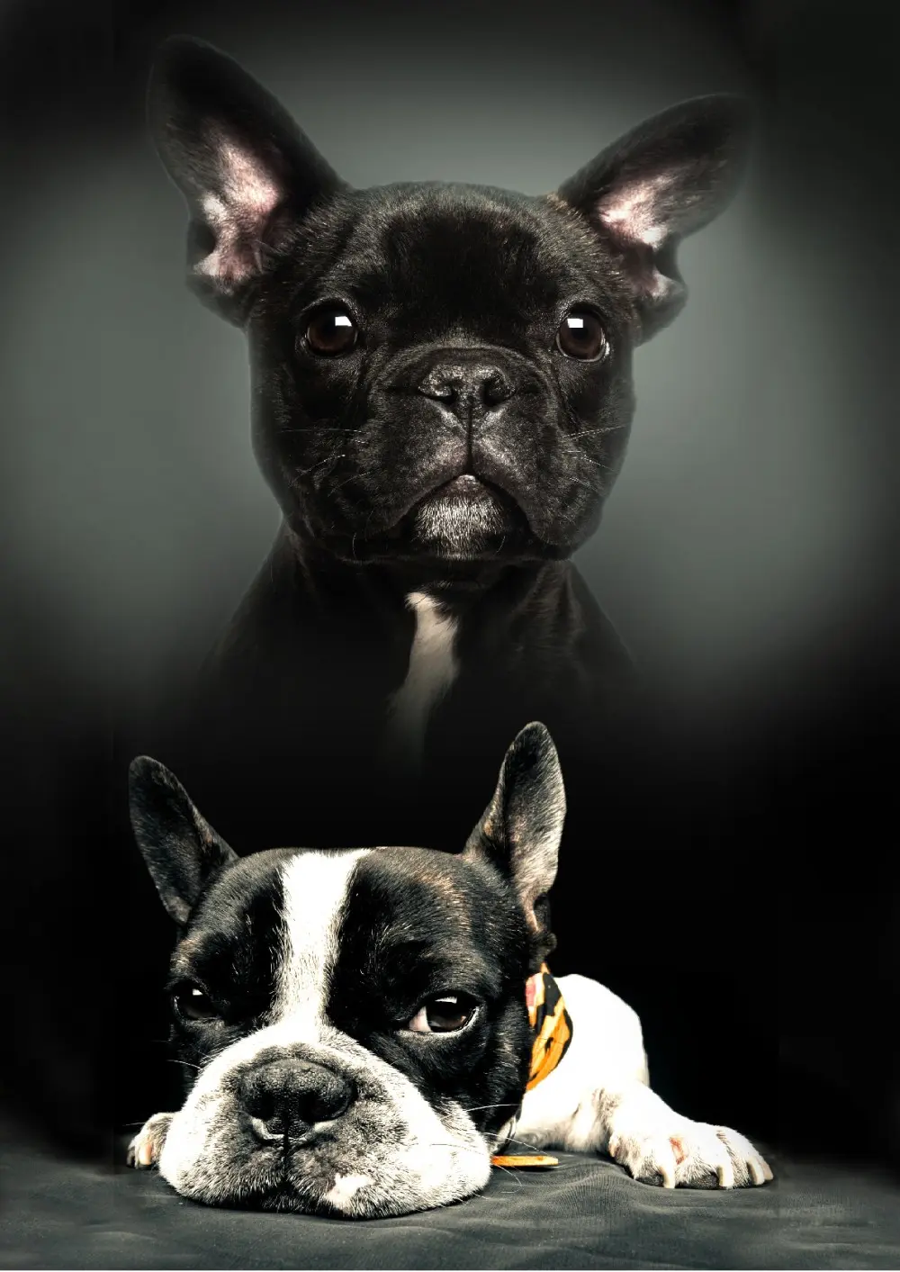 Fleece deka s potlačou psov 100*140cm produktová fotografia