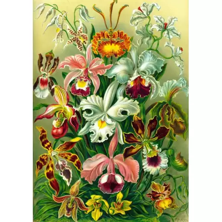 Ernst Haeckel Orchid puzzle (1000 dielikov) termékfotója