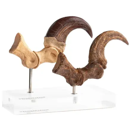 Jurassic Park ECC Elite Creature Line socha Velociraptor noha pazúr a fosílny pazúr set 20 cm produktová fotografia