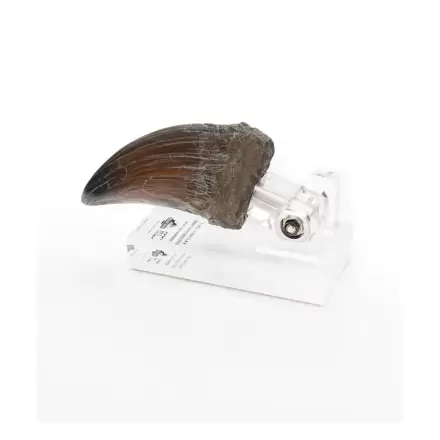 Jurassic Park Socha T-Rex Ruka Pazúr 13 cm produktová fotografia
