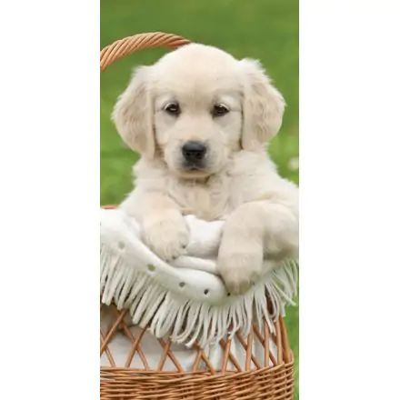 Plážová osuška pre psov, osuška do kúpeľa 70*140 cm produktová fotografia